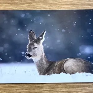 Postkarte Winterruhe Reh (art+nature)