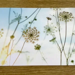 Postkarte Zarte Dolden (art+nature)