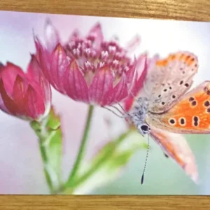 Postkarte art+nature Sterndolde+Schmetterling