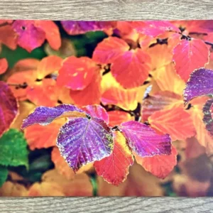 Postkarte Buchenblätter (Magda Wasiczek)