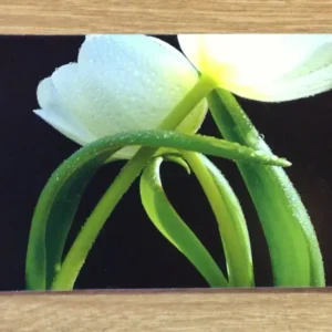 Postkarte Die Umarmung Tulpen PP - Polly Paper