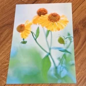 Postkarte art+nature Sonnenbraut - Polly Paper