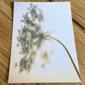 Postkarte Wilde Möhre (art+nature) B6